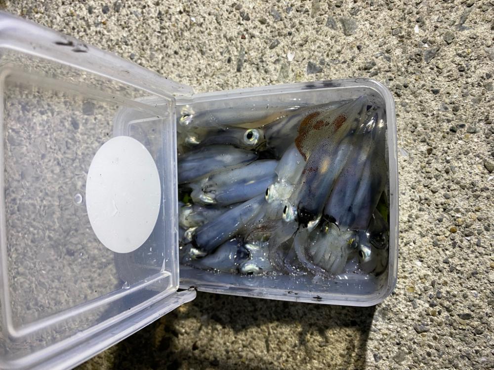 ヒイカ釣り