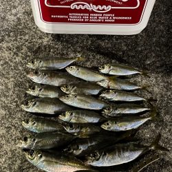 ジグ単de…アジング♪粘りは禁物