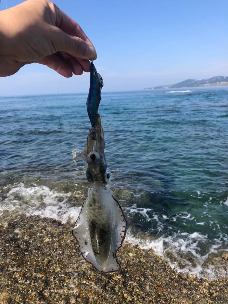 【みなべ〜田辺エリア】地磯歩き