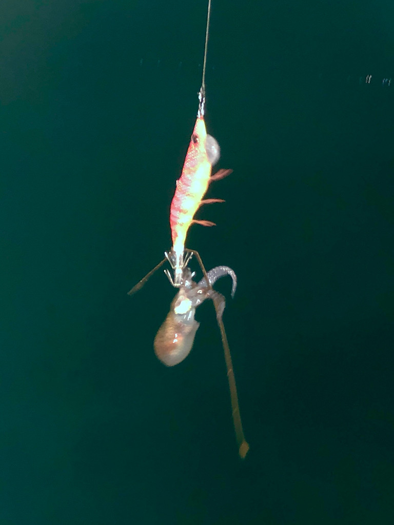 大潮に誘われて