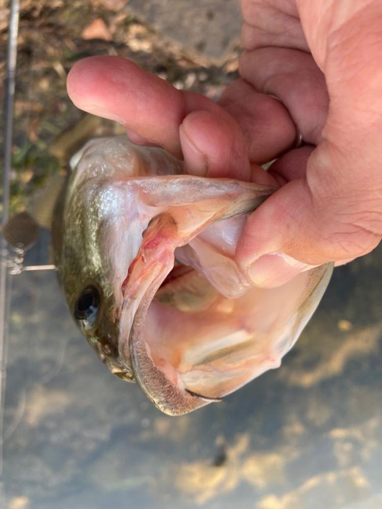 スピナーベイトで55cm