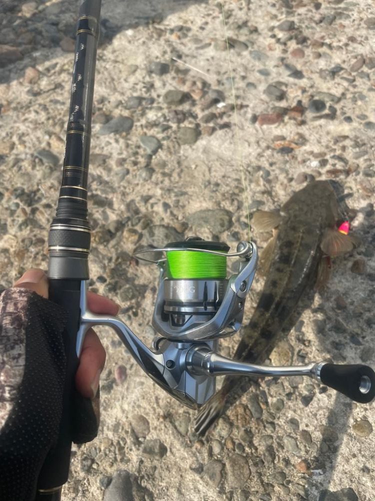 フラットフィッシュ