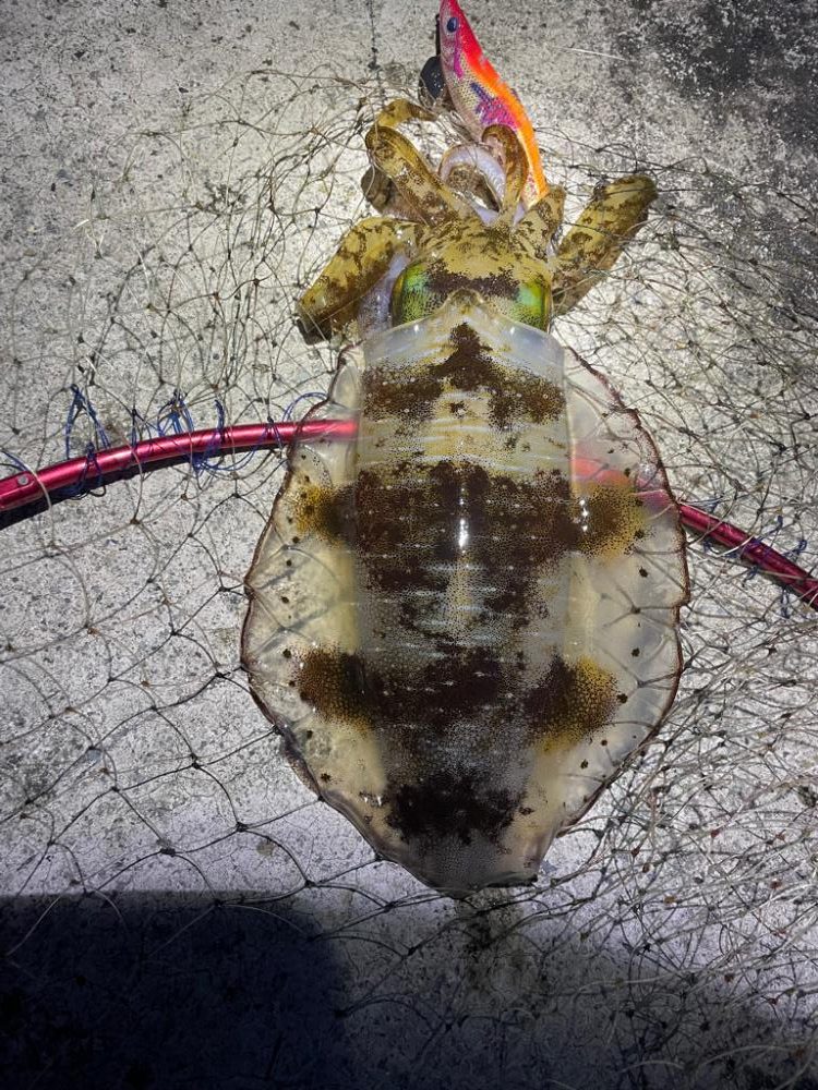 2023 佐渡ヶ島エギング 52回目【11月11日】