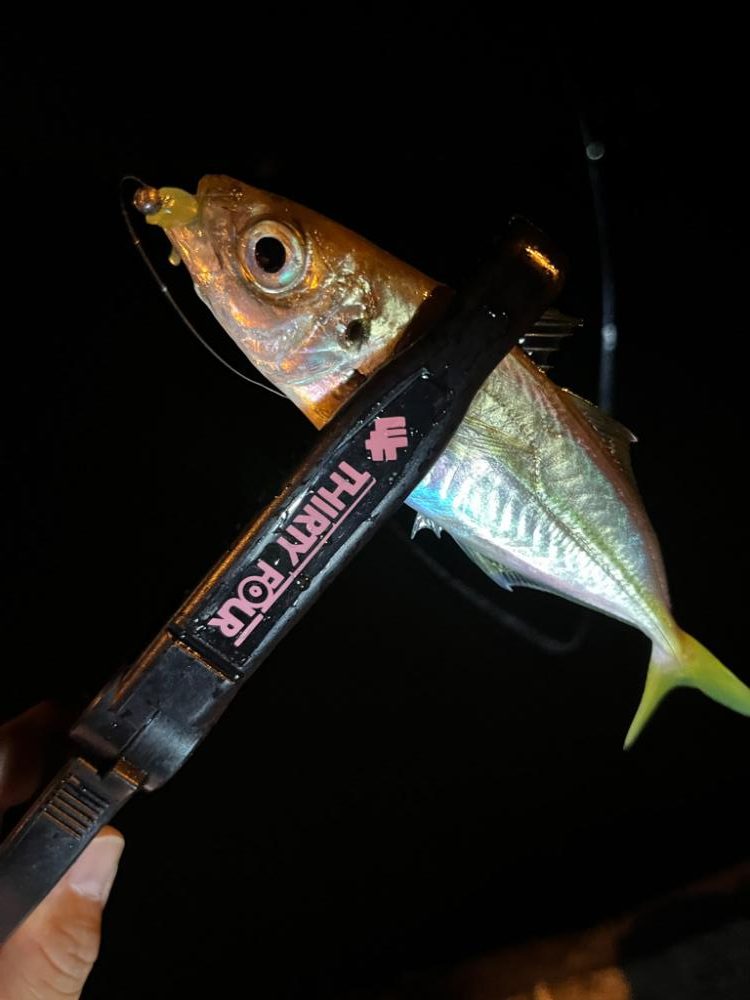 永遠釣れるアジ🐟