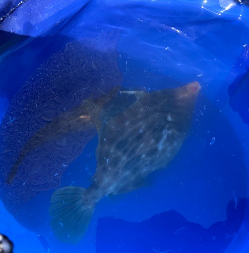 M:I-2 ちょい投げシロギスタ