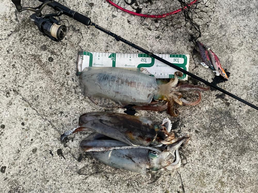 2023 佐渡ヶ島エギング 58回目【11月22日】