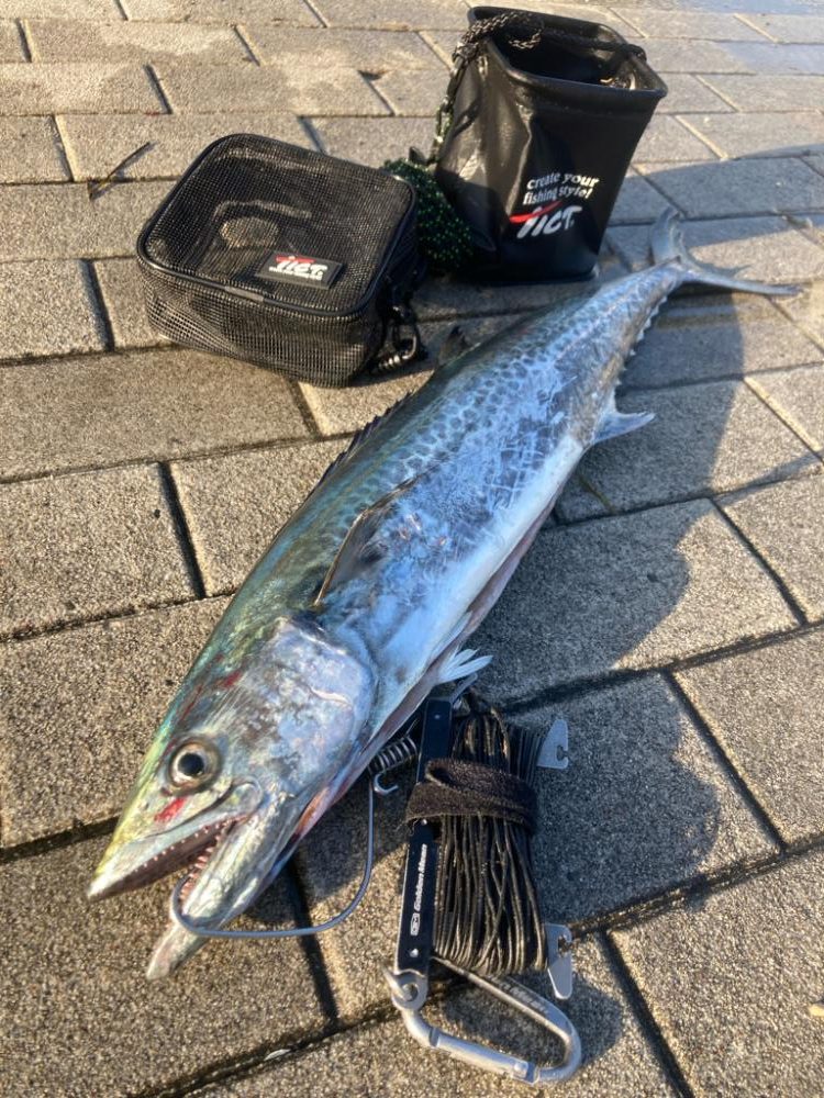 湾奥水潮。。ワンチャン青牙72cm。。。