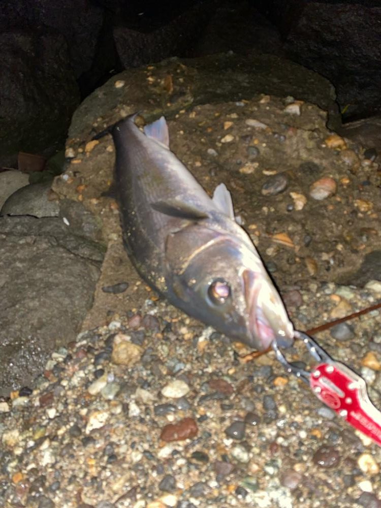 アオリとシーバス