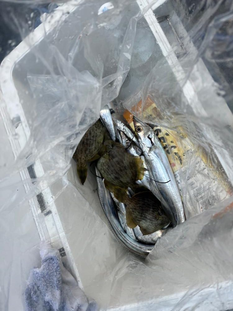 タチウオとカワハギ