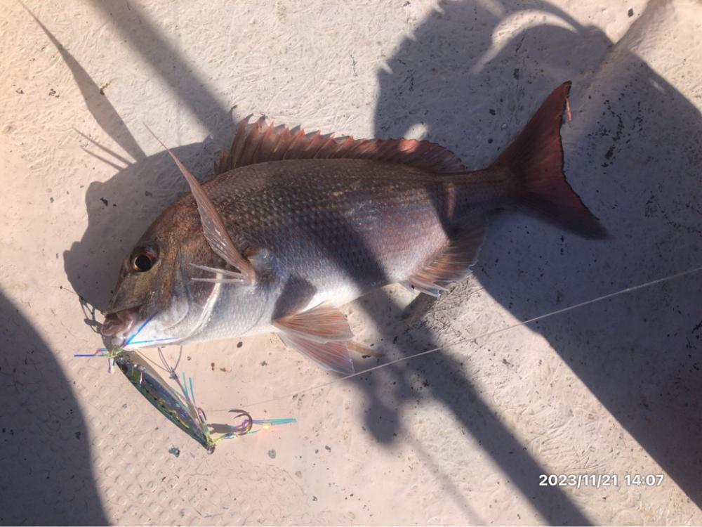 11/21 伊島沖ジギング