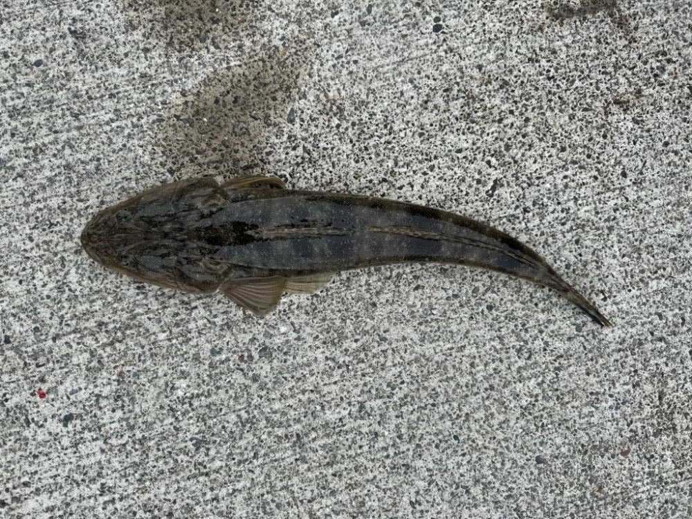 マゴチとヒラメ