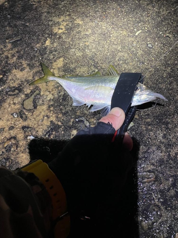 ナイトアジング