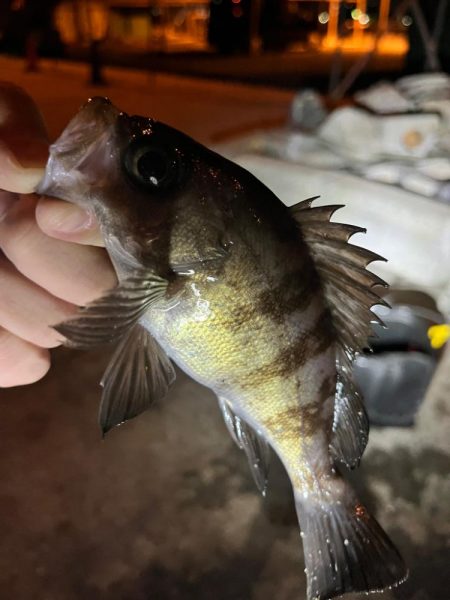 根こそぎアジを釣ってますw