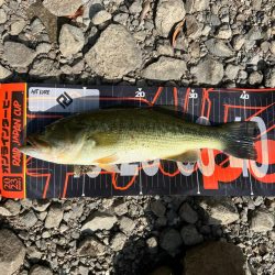 ホームレイクは渋い