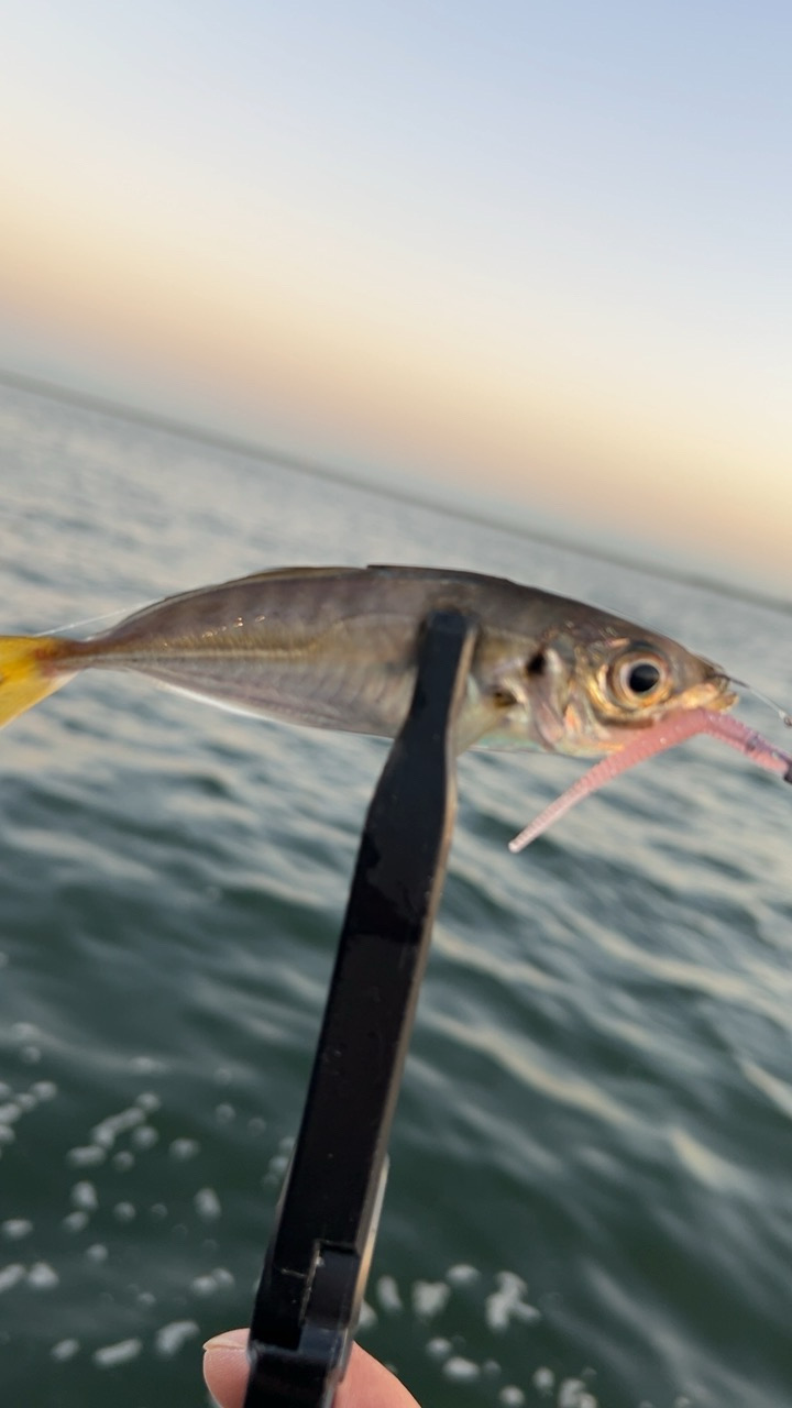 デイアジング♪