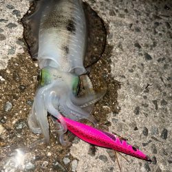 ナイトエギング🦑