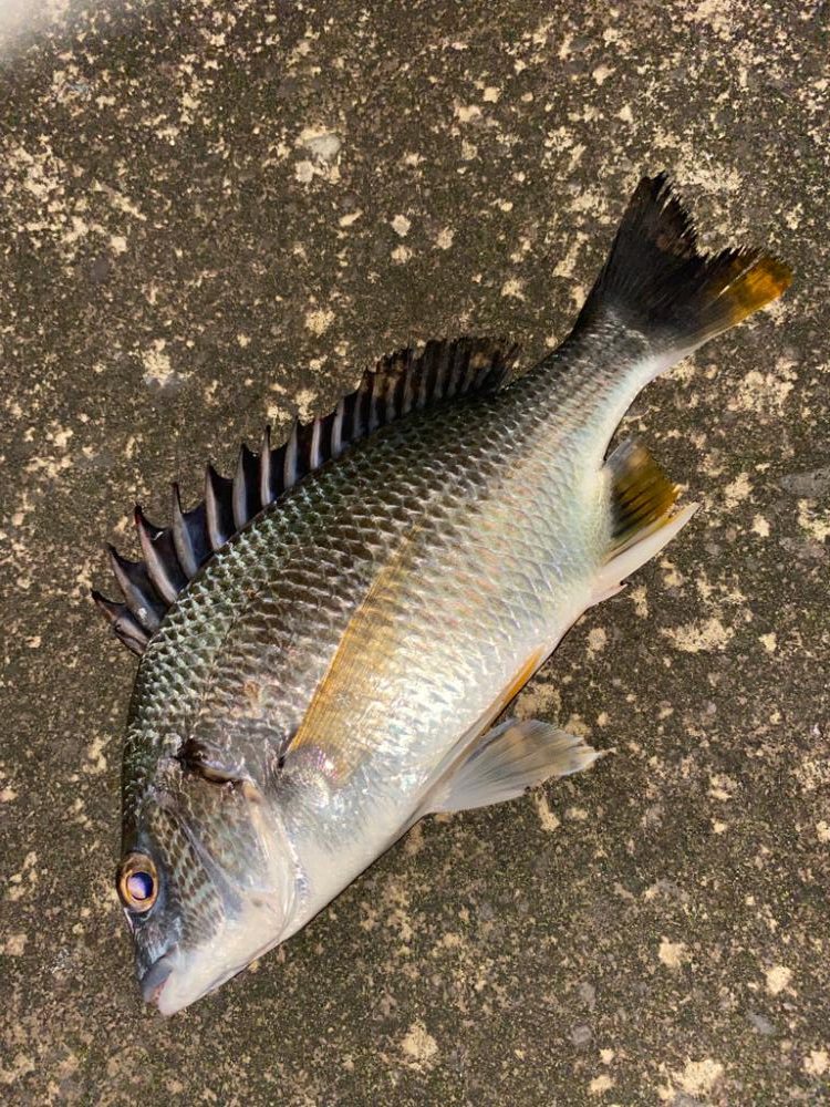 ヘチってきました