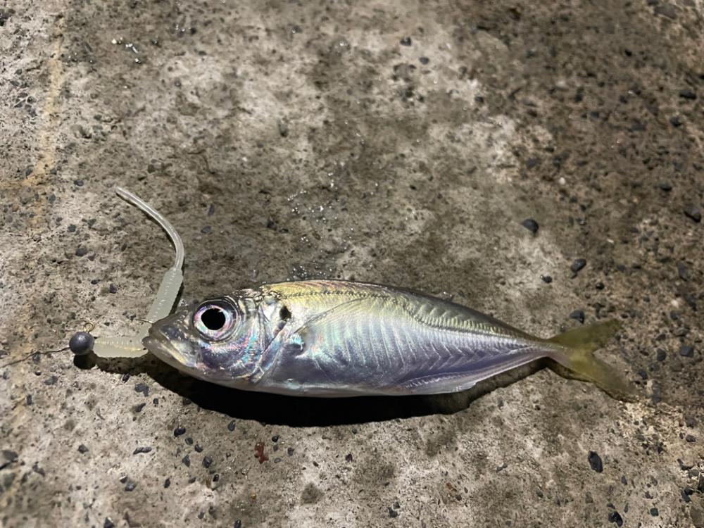 アジ狙いのはずがまさかの