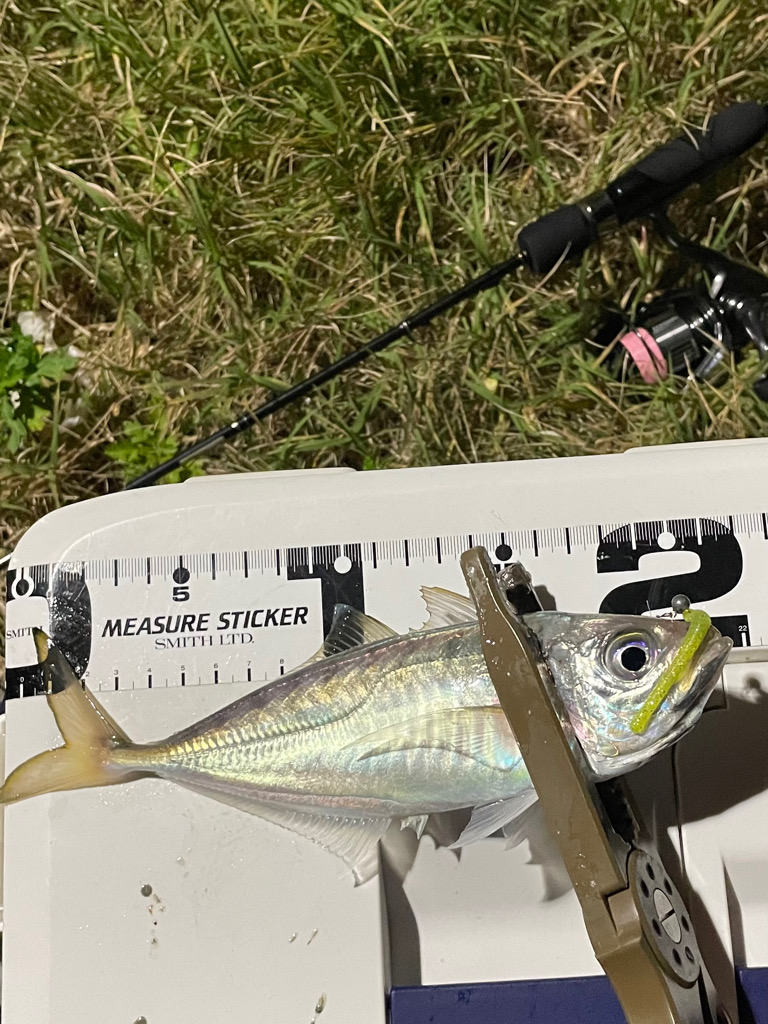 ジグ単de~アジング♪大潮のド干潮エグい