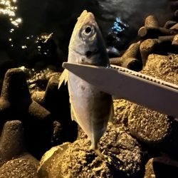 湾奥ジグ単アジング