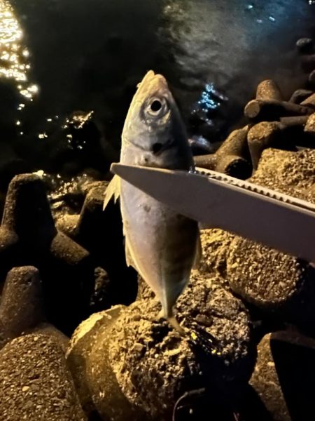 湾奥ジグ単アジング