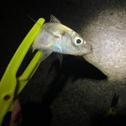 サイズアップを狙ってまたアジ釣りに行きました