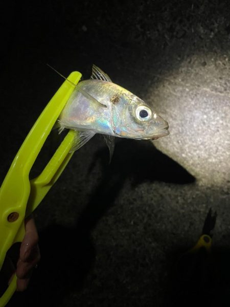 サイズアップを狙ってまたアジ釣りに行きまし…