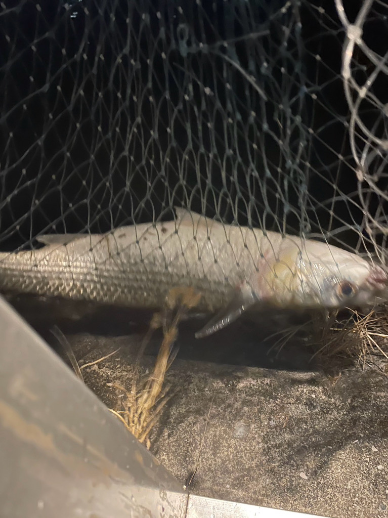 鱗付なるのか!?