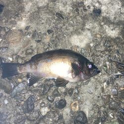 メバル(釣り神様からのご褒美^_^)