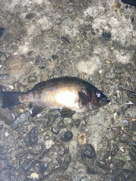 メバル(釣り神様からのご褒美^_^)
