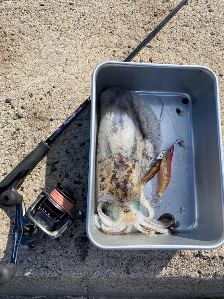 ゲソ１本掛かり