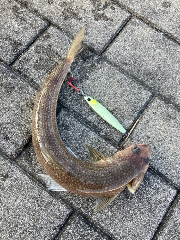 青牙不在。何とかギリメジロ1本。。