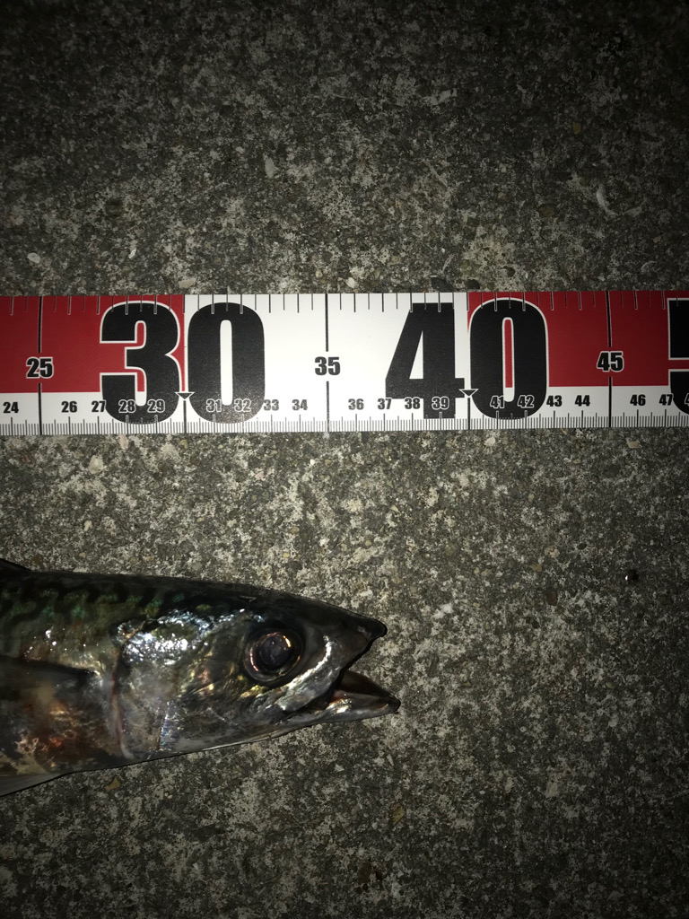 ウキでタチウオ