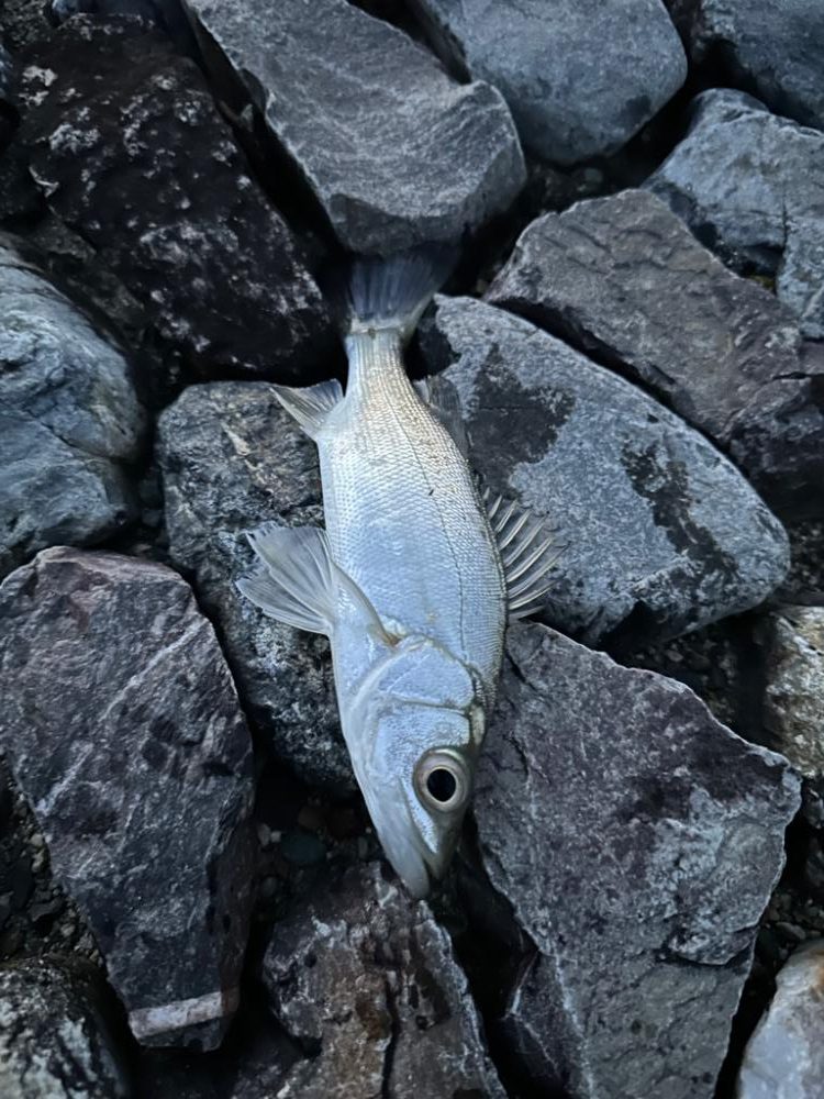 やっと釣れたぁぁあああ