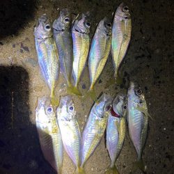 アジング2回目で初つ抜けと珍ゲスト