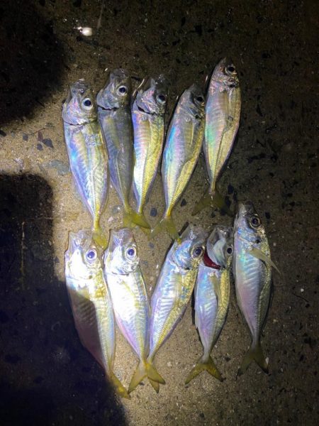 アジング2回目で初つ抜けと珍ゲスト