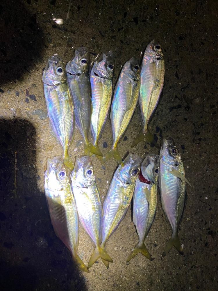 アジング2回目で初つ抜けと珍ゲスト