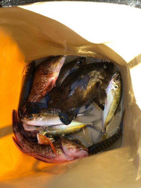 暖かい日差しでは魚も元気