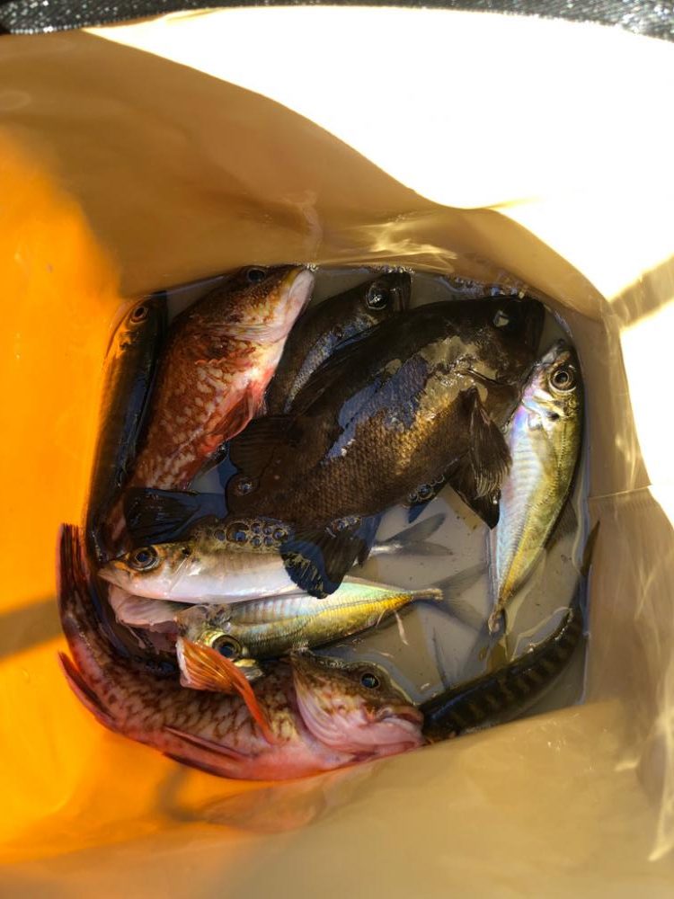 暖かい日差しでは魚も元気