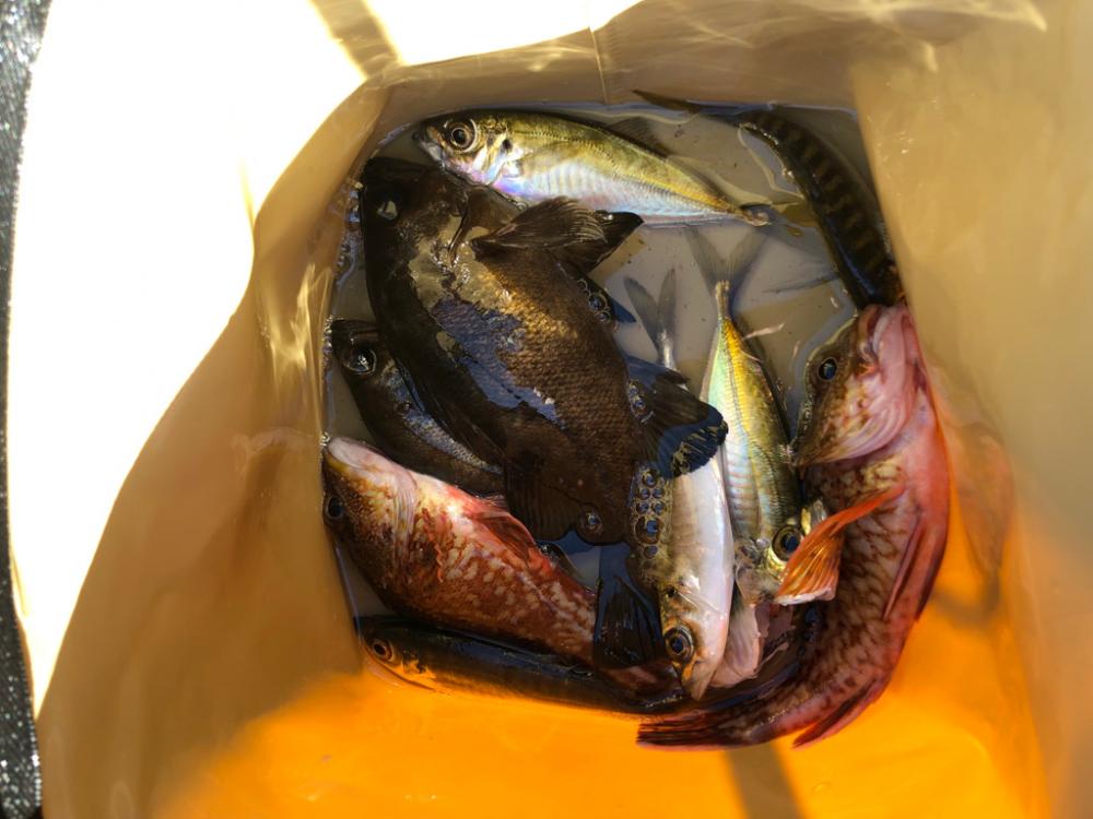 暖かい日差しでは魚も元気