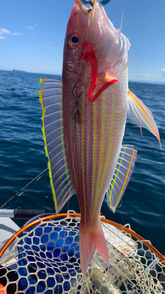 アマダイを求めてボート釣行
