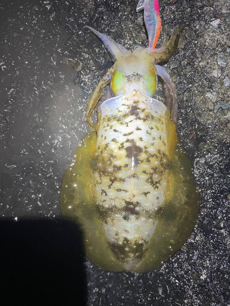 2023 佐渡ヶ島エギング 44回目【10月30日】