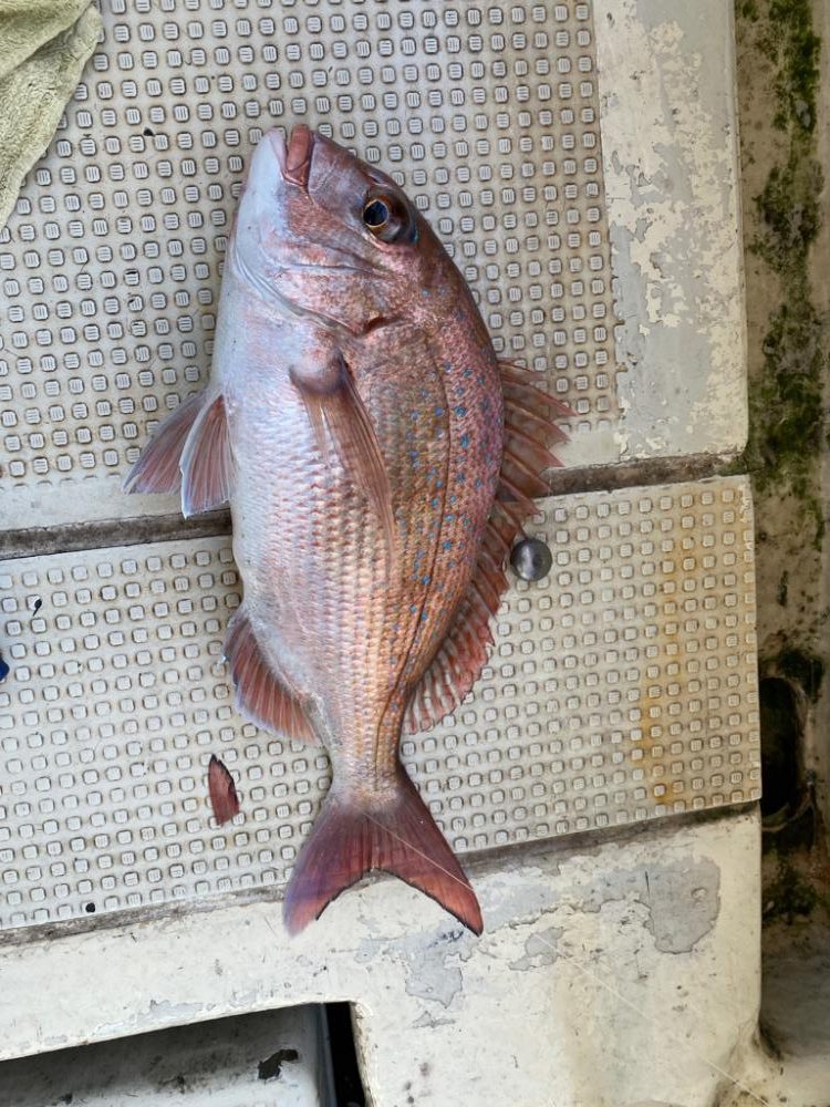 鯛からのアオリイカ