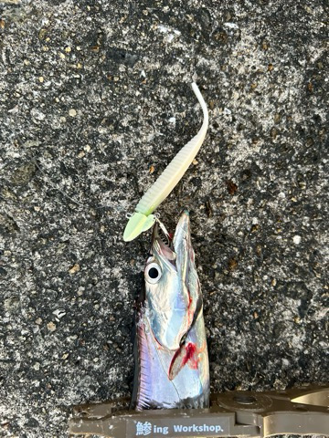 タチウオ釣りは楽しいね