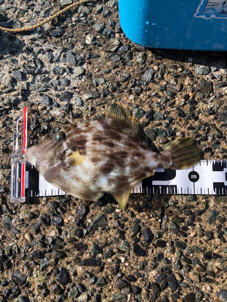 ショアからこの大きさは久々！