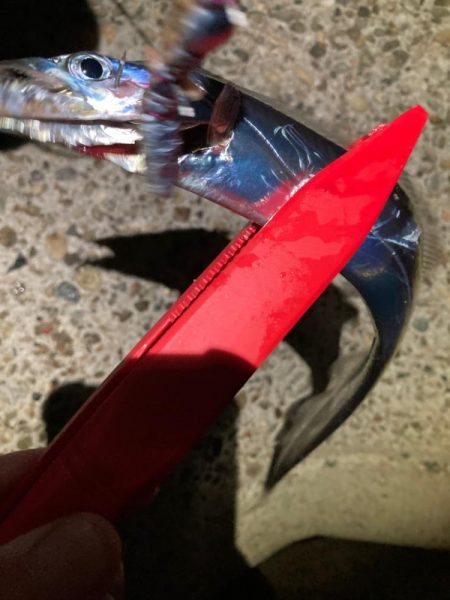 太刀魚19匹