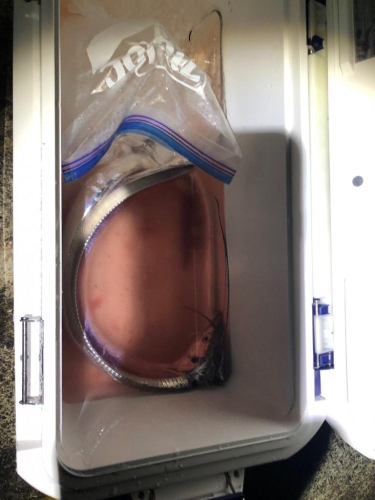 デカ太刀しかおらん