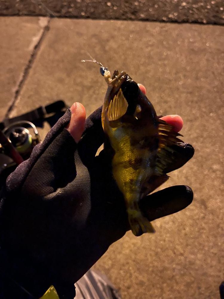 冬のライトゲーム