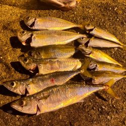 豆アジ無限に釣れる
