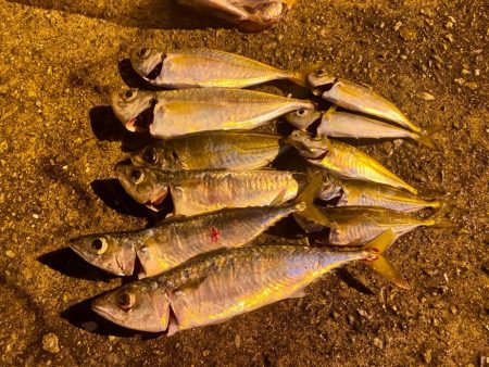 豆アジ無限に釣れる